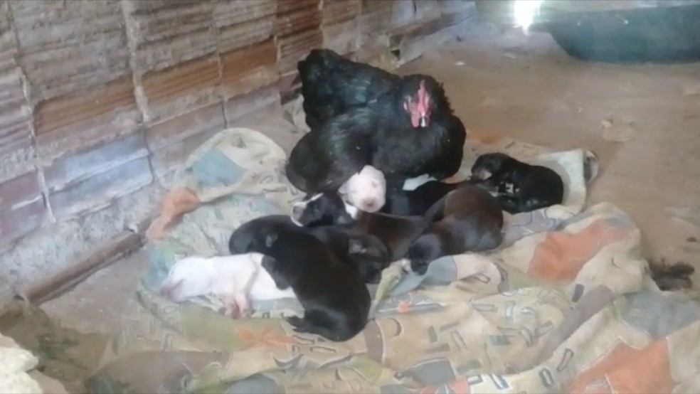 Galinha adotou filhotes após cadela dar à luz em ninho — Foto: Cedida