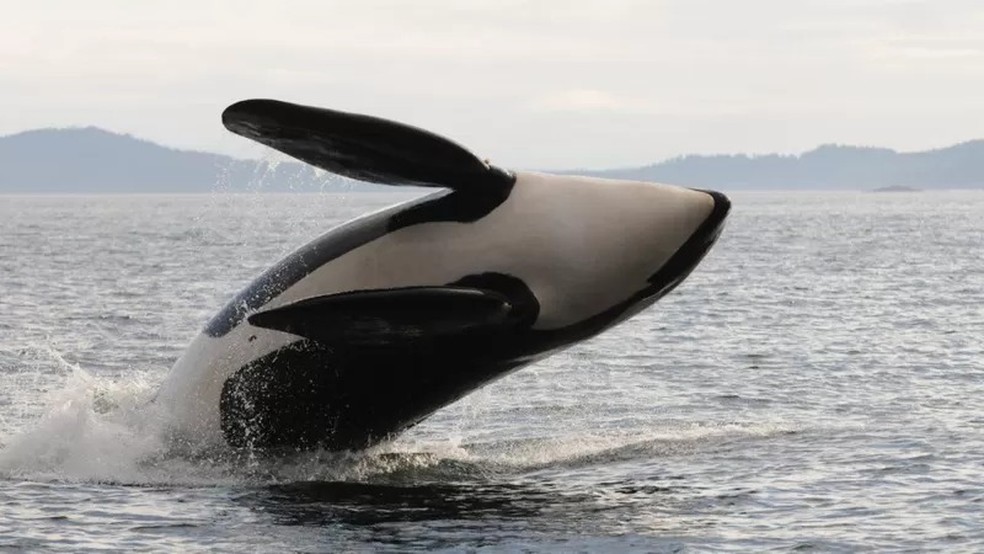 Após anos estudando as interações das orcas, os cientistas já sabiam que mães e filhos "andavam juntos" até a idade adulta do macho — Foto: CENTER FOR WHALE RESEARCH via BBC