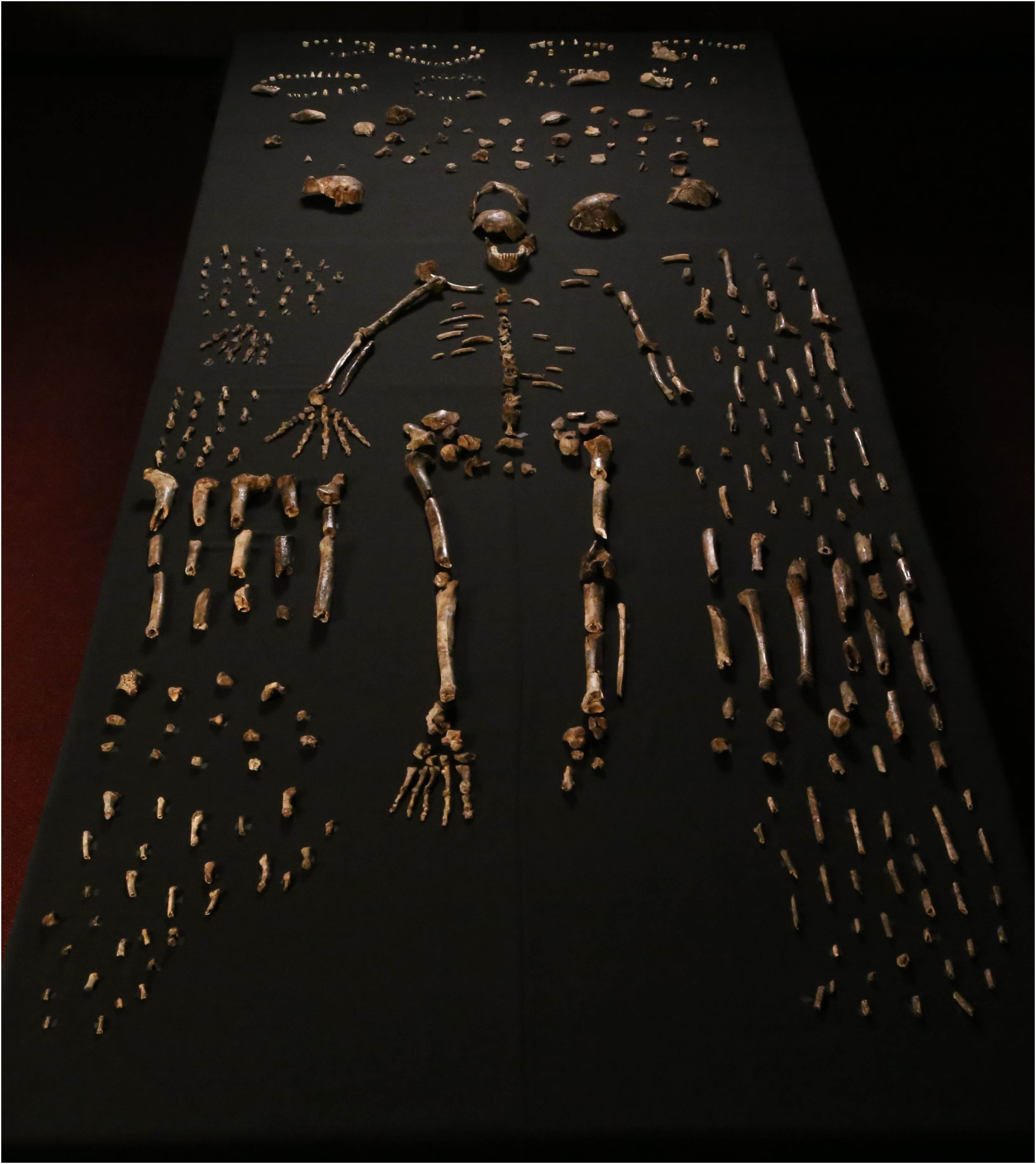 Esqueleto completo do H. naledi e muitos outros ossos (Foto: Reprodução)