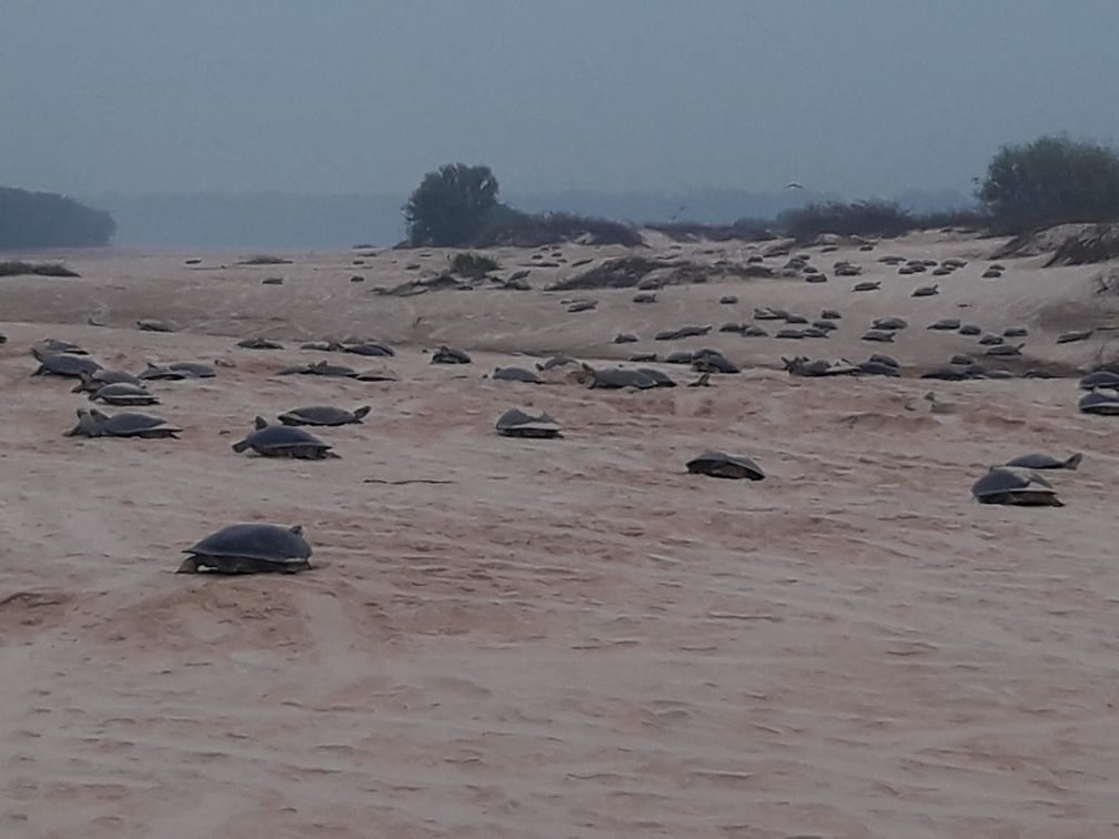 Tartarugas desovam às margens do São Francisco do Guaporé.  — Foto: Divulgação/Ecovale