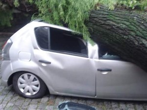 Tronco de árvore caiu na diagonal, poupando banco do motorista (Foto: Marcos Saldanha/Arquivo Pessoal)