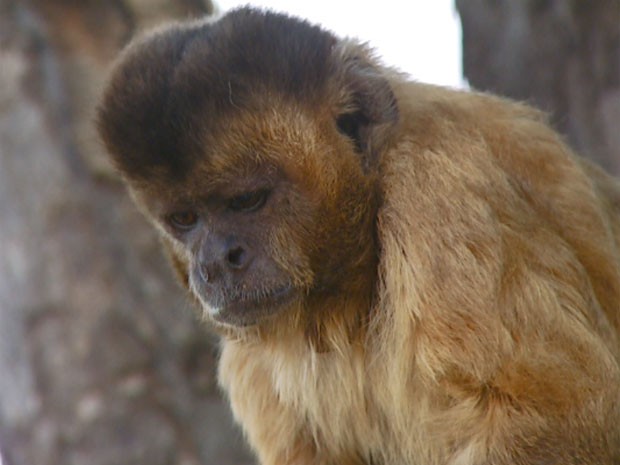 Macacos engraçados subespécie no zoológico