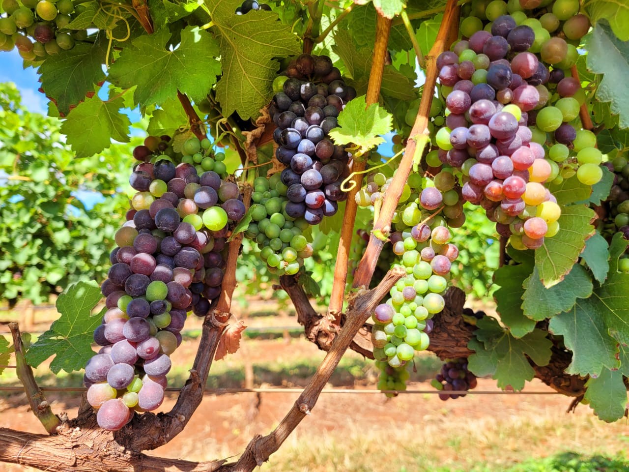 Controle de água, colheita no inverno: conheça vinho produzido na 'capital do chope' com premiação de selo internacional
