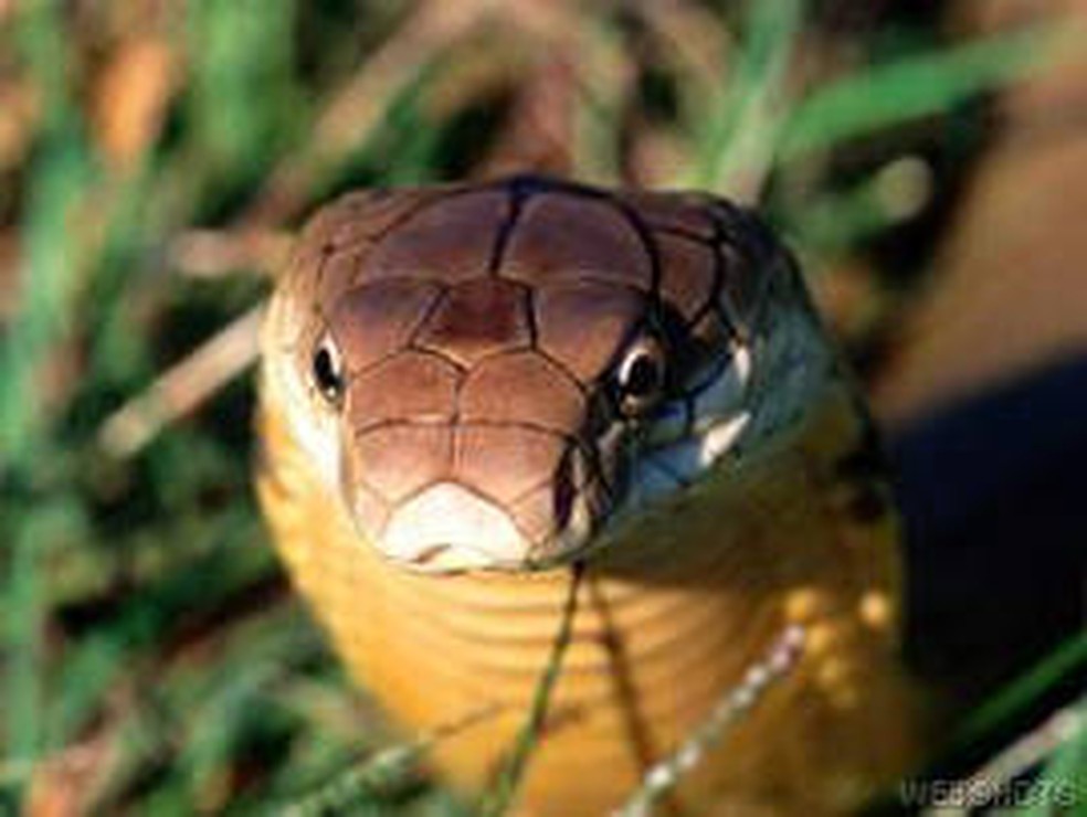 Imagem de uma cobra real — Foto: Wikipedia