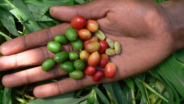 O café arábica, como esse produzido na Etiópia, está entre as diversas variedades que podem desaparecer com a mudança climática (Foto: AARON DAVIS/ RBG KEW (via BBC))