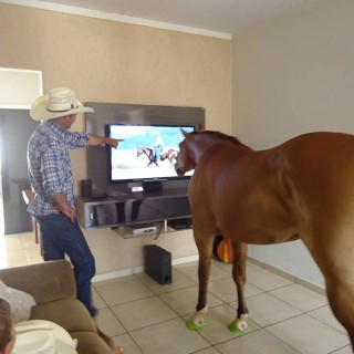 O @idebaldo_medeiros dando "aula teórica" para seu cavalo na sala de casa!
