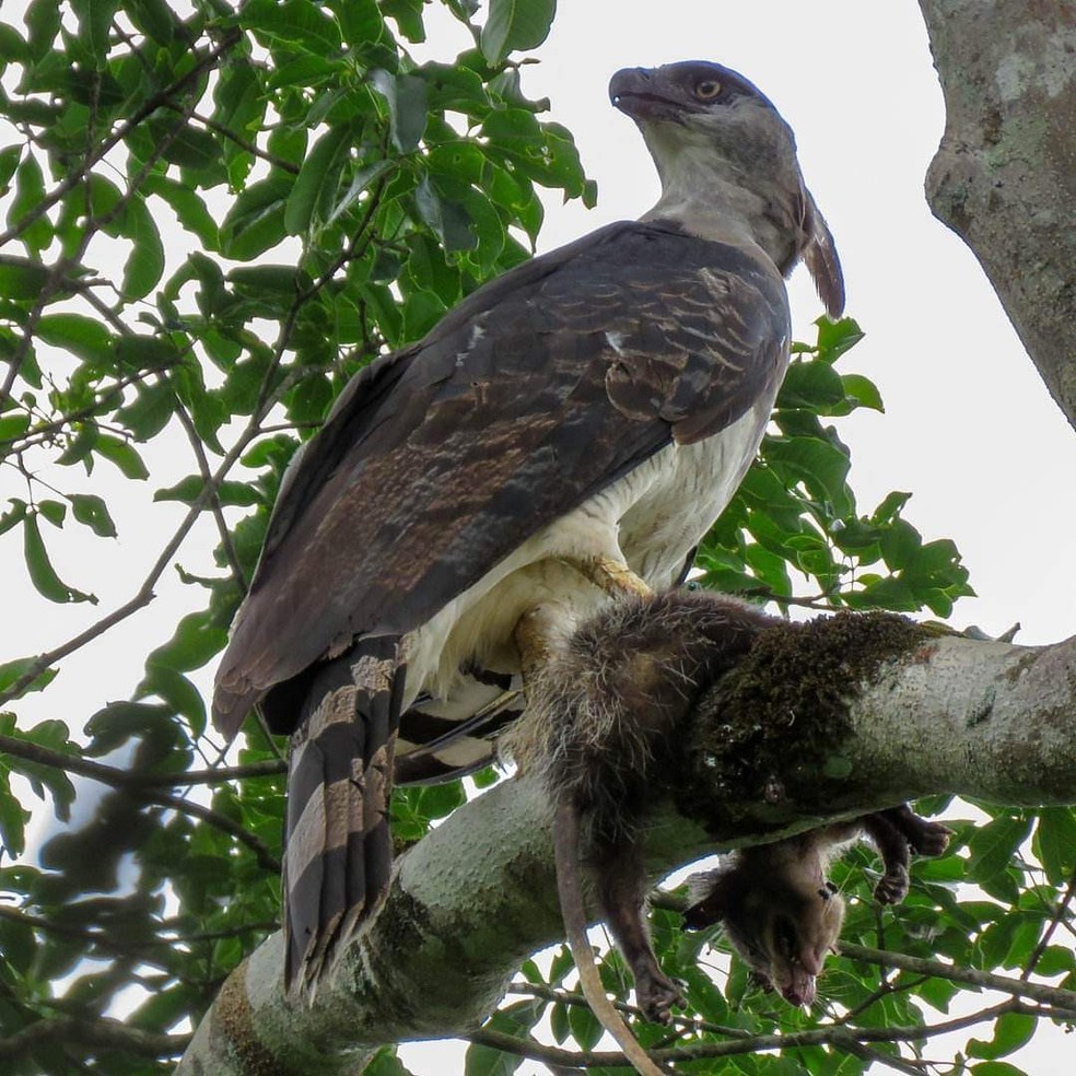 uiraçu-falso caça pequeno marsupial no Parque Nacional do Iguaçu (PR). — Foto: Matheus Cataneo