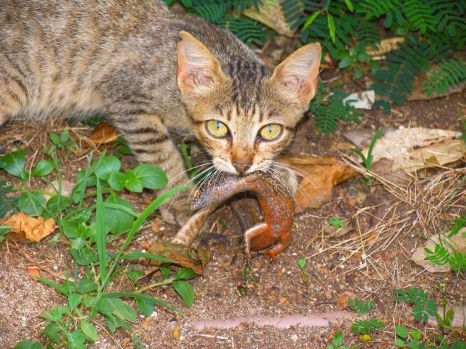 Gato feral predando uma mabuia, lagarto que só existe em Fernando de Noronha  (Foto: Divulgação/via BBC News Brasil)