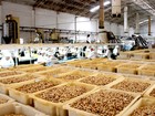 Sape assina contrato para produção de 450 mil mudas de cajueiro no RN