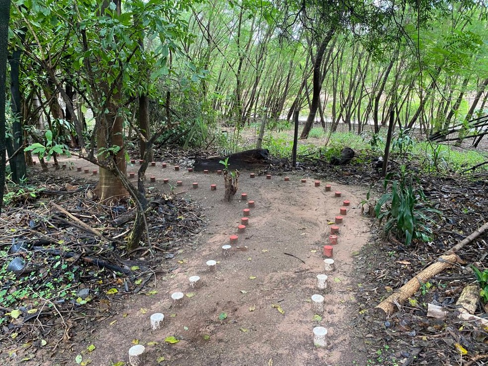 Trilha ecológica será inaugurada no Horto Florestal de Presidente Prudente — Foto: Bill Paschoalotto