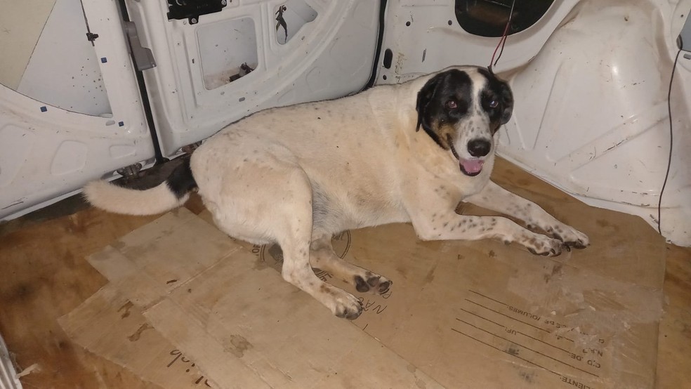 Tutora faz apelo para que torcedores não soltem fogos de artifício durante jogos da Copa após cão quebrar dedo da pata em Bauru — Foto: Ariane Angélica Caffeo/Arquivo pessoal