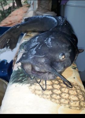 Bluecatfish: peixe apareceu em lagoa de criação de tilápias (Foto: Arquivo pessoal)
