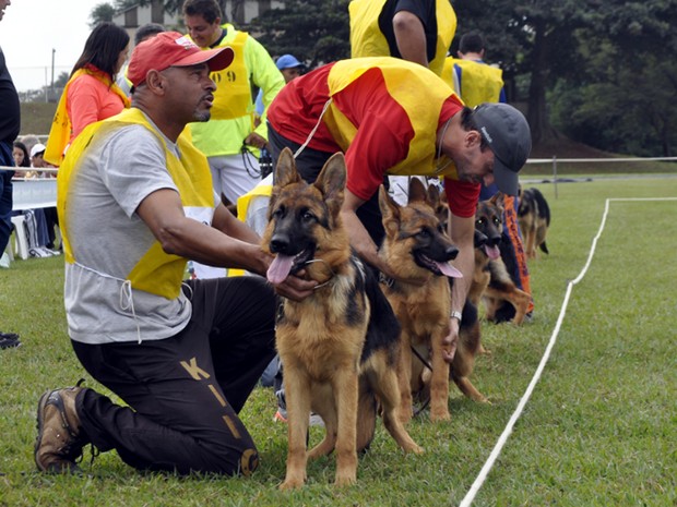 G1 > Brasil - NOTÍCIAS - Cem cães participam de campeonato de