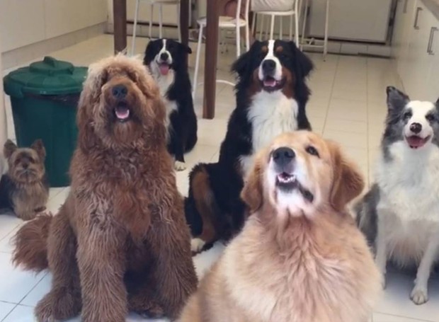 Seis dos oito cachorros que Angélica é tutora (Foto: Instagram/@gringa_the_dog/Reprodução)