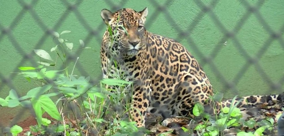 Zoológico de Foz do Iguaçu será fechado por não oferecer conforto acústico e visual aos animais — Foto: William Brisida/RPC