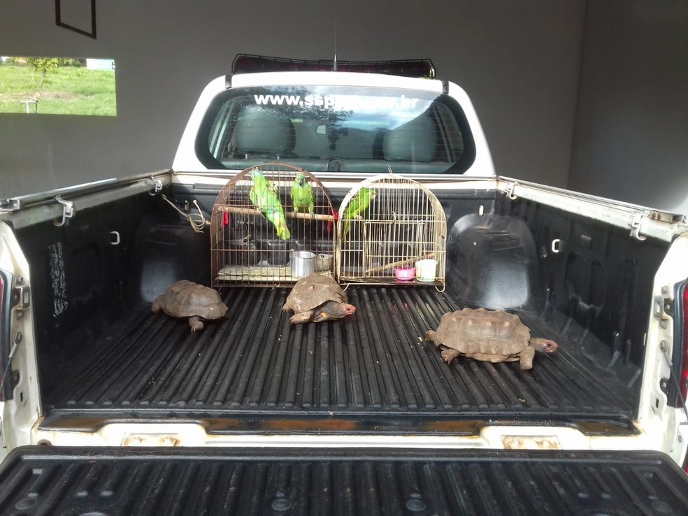 Mulher foi multada em R$ 3,5 mil por manter animais silvestres em cativeiro em casa, em Panorama (SP) &mdash; Foto: Pol&iacute;cia Militar Ambiental