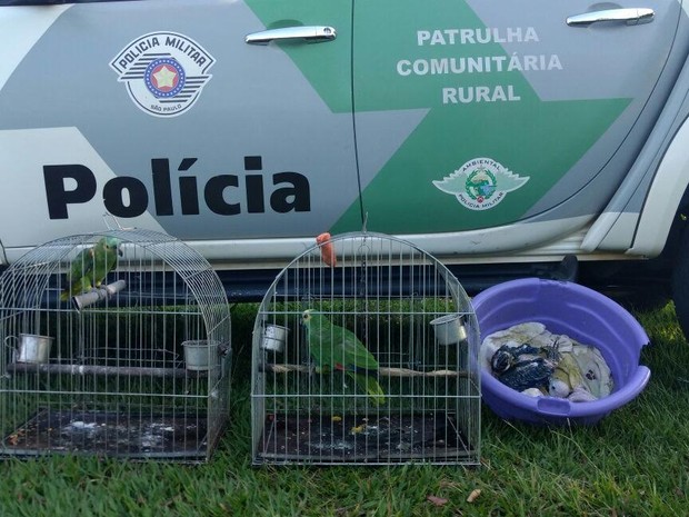 Aves que eram mantidas em cativeiro foram resgatadas em Euclides da Cunha Paulista (Foto: Cedida/Polícia Militar Ambiental)