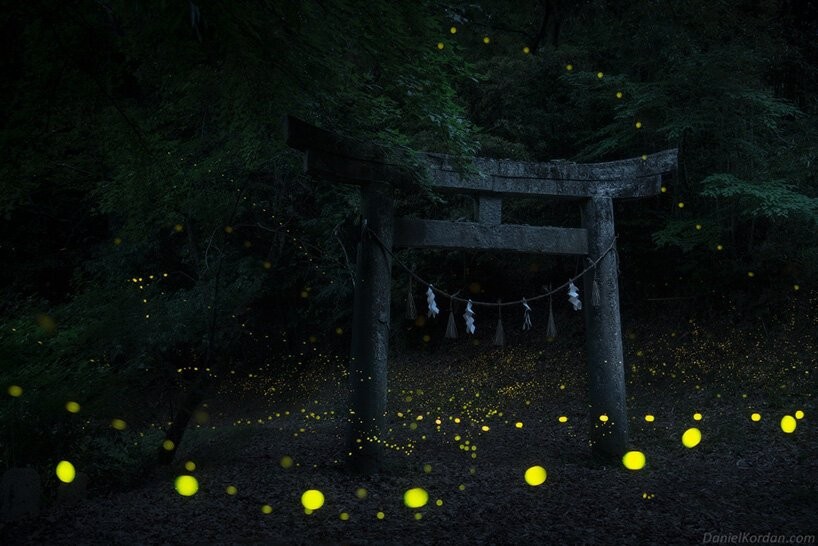 Fotógrafo faz cliques raros de floresta japonesa iluminada por vagalumes (Foto: Daniel Kordan)