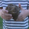 Foto: (Dente de mastodonte encontrado no Michigan por um garoto de 6 anos / Reprodução/NBC)