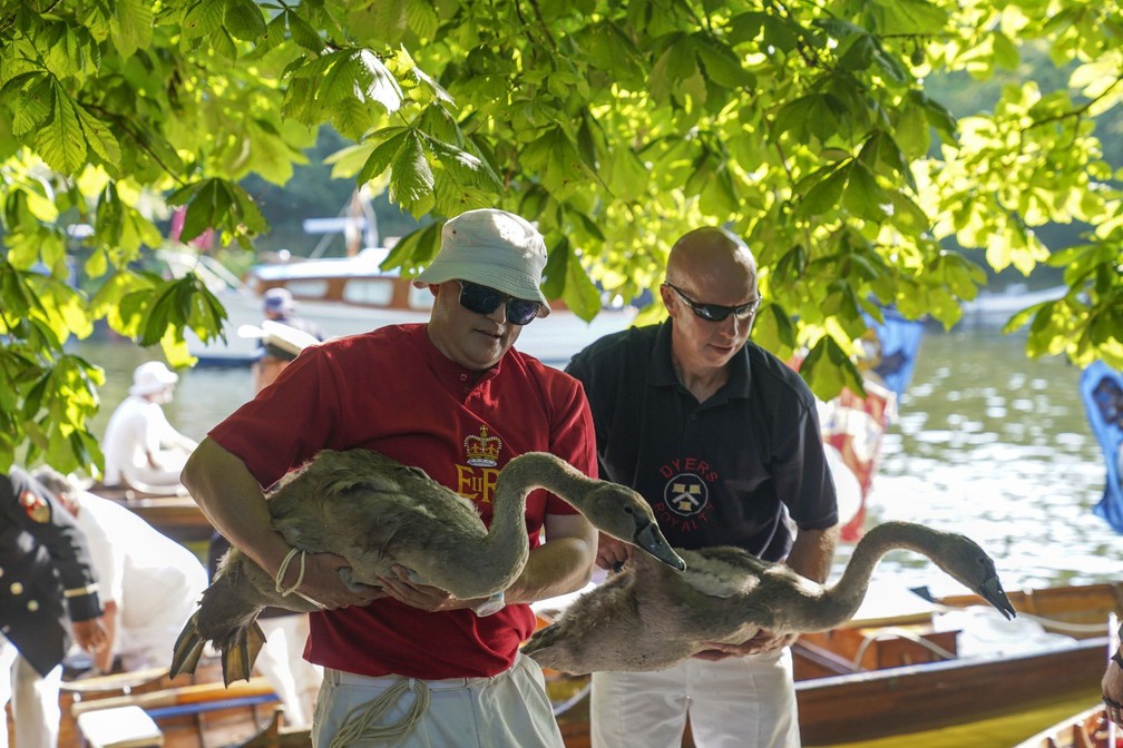 Marcadores de cisnes na contagem oficial da rainha em 20 de julho de 2021 — Foto: Família Real Britânica