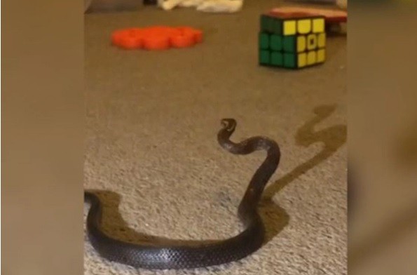 Vídeo mostra cobra encontrada em quarto de menina na Austrália (Foto: Reprodução/2GB)