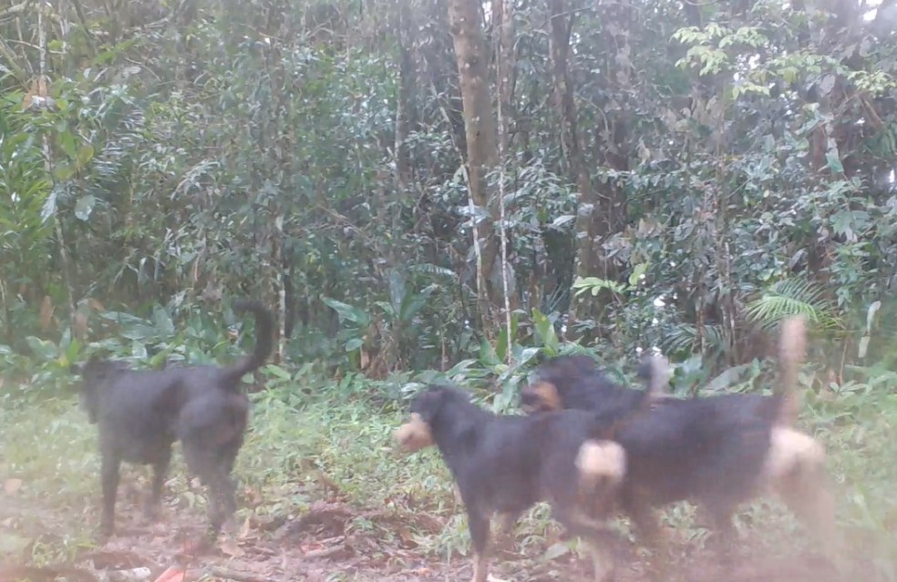 Cachorros foram flagrados por câmeras de monitoramento em São Miguel Arcanjo — Foto: Instituto Manacá/Divulgação