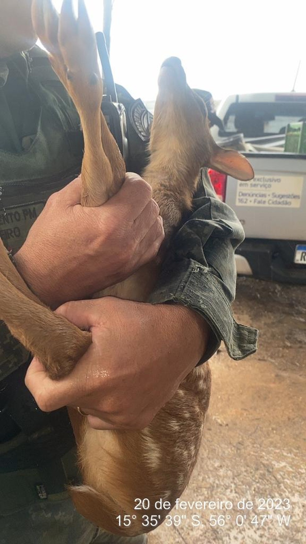 Filhote de veado é resgatado após se perder da mãe — Foto: Batalhão PM Ambiental