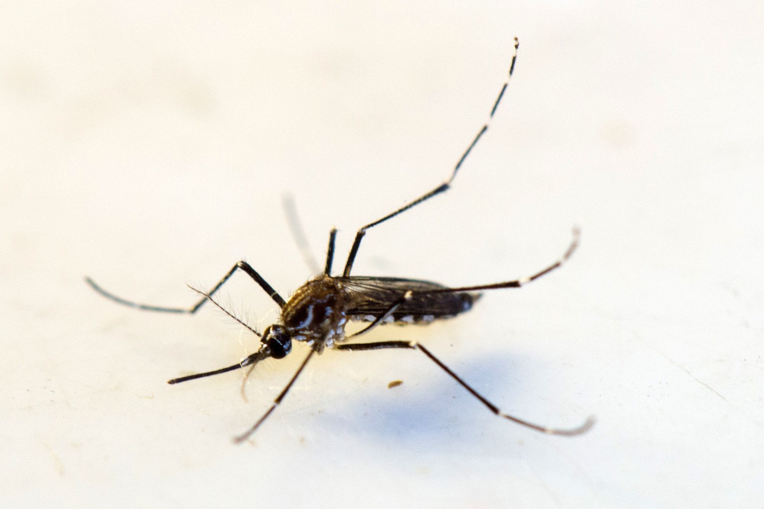 Araraquara já registra mais de 8 mil casos de dengue este ano