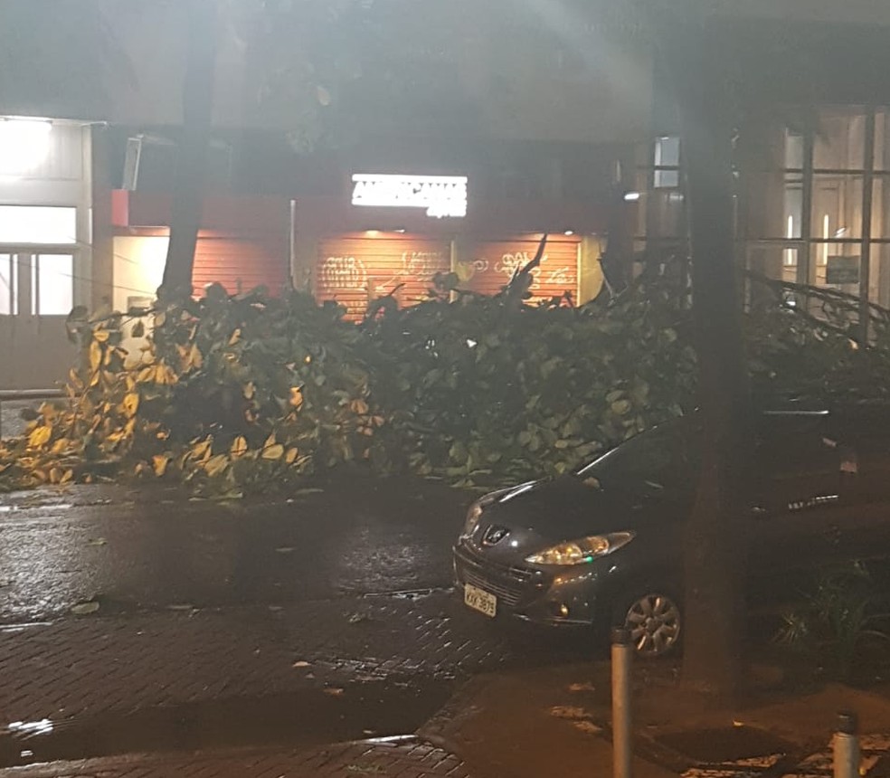Galhos de árvore tomava conta da Rua Marquês de Abrantes após ventania — Foto: André Henriques/ Arquivo Pessoal