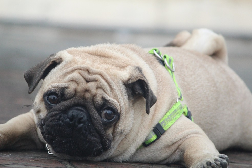 Cães da raça pug têm o crânio pequeno em relação aos olhos (Foto: Divulgação)