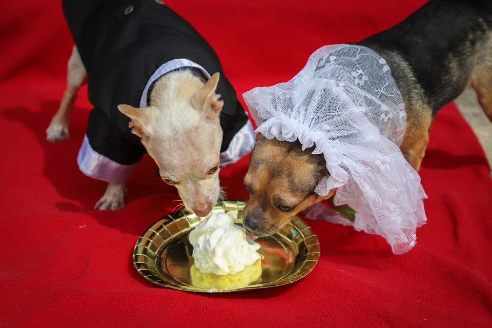 Peanut e Cashew, cãezinhos de abrigo nos EUA, se casam em cerimônia organizada por funcionários — Foto: Divulgação/San Antonio Humane Society (SAHS)