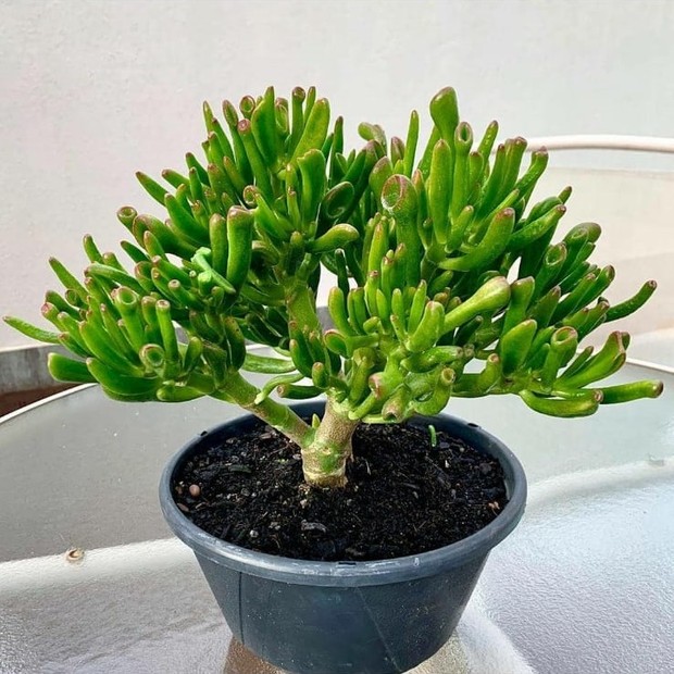 Orelha de Shrek: conheça a planta e saiba como cultivar (Foto: Reprodução/Instagram @oamoreverde)