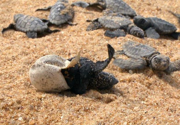 Tartarugas marinhas (Foto: Reprodução/ TV Gazeta)