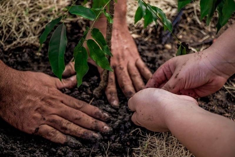 'Arborizar Santarém': programa completa 1 ano com mais de 400 mudas de árvores plantadas na cidade