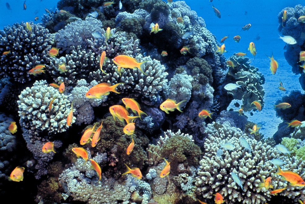Recifes de corais também são ecossistemas ameaçados pelas atividades humanas, indica relatório da ONU (Foto: Daviddarom/Wikimedia Commons)