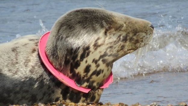 Foca envolvida em lixo no Reino Unido (Foto: Divulgação/ Friends of Horsey Seals)