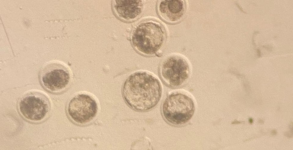 Pesquisadores produzem primeiros embriões bovinos in vitro na Ufac — Foto: Arquivo pessoal