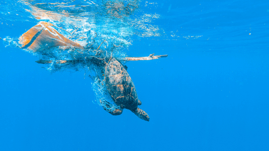 Tartaruga presa em rede de pesca