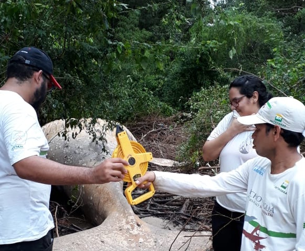 Especialistas tiraram as medidas da baleia, um animal macho recém-emancipado da mãe — Foto: Ascom/Semma