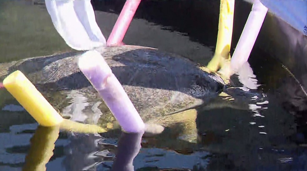 Boias ajudam animal a boiar em piscina do centro de reabilitação — Foto: Divulgação/RPC