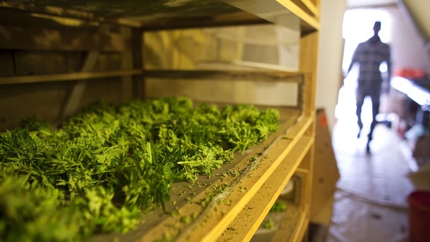Plantas de cannabis secam em uma instalação da companhia Tikun Olam, próximo à cidade de Safed, em Israel. Em conjunto com o Ministério da Saúde de Israel, Tikon Olam está distribuindo maconha para uso medicinal no país (Foto: Uriel Sinai/Getty Images)