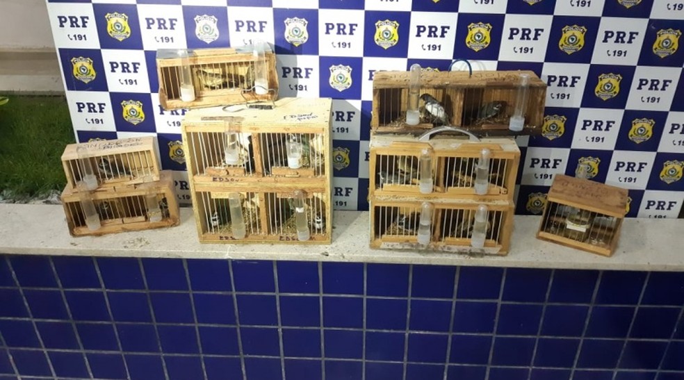 Também no sábado (18), agentes da PRF apreenderam 25 pássaros silvestres em Vitória da Conquista, cidade próxima a Jequié.  — Foto: PRF / Divulgação 