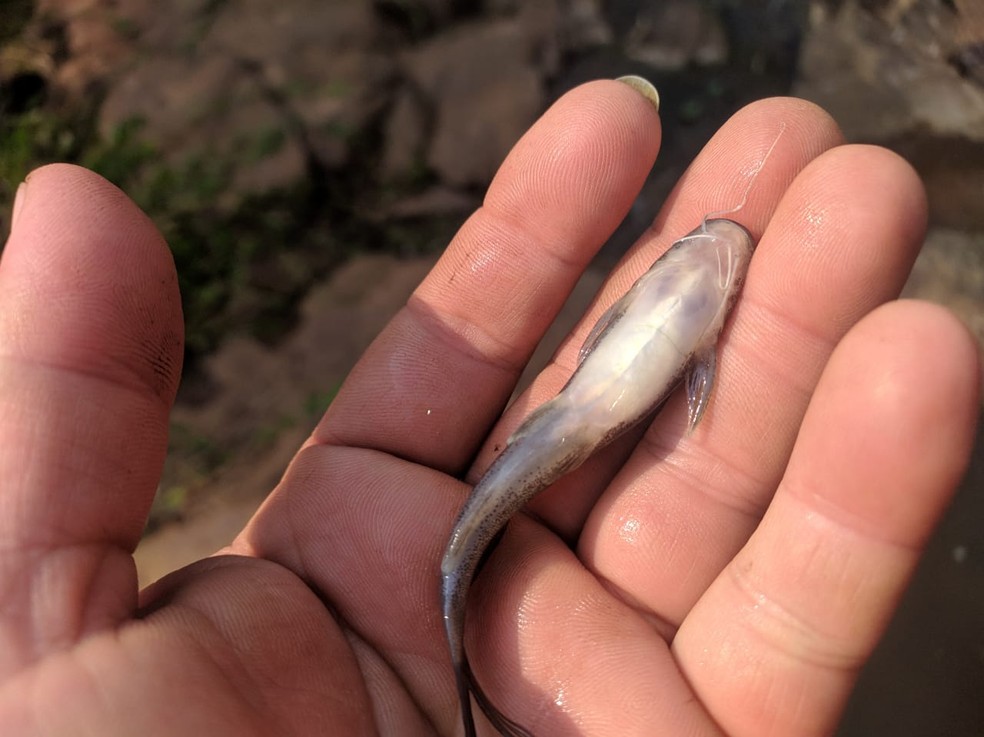 Moradores de Bocaina denunciam mortandade de peixes após despejo irregular de esgoto e vinhaça em rio — Foto: Arquivo pessoal