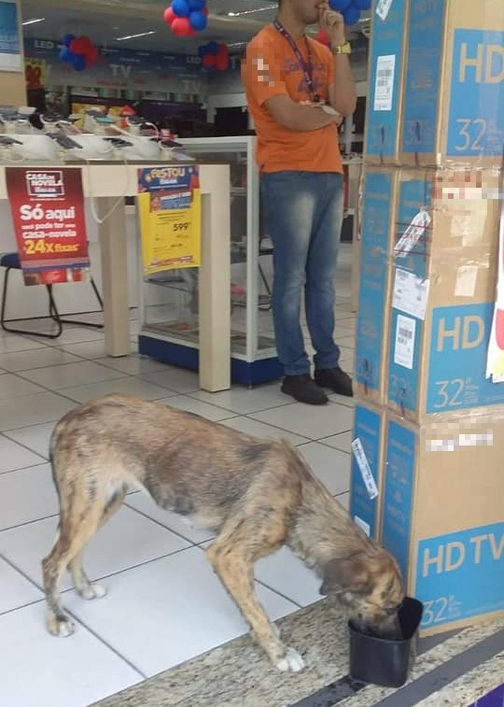 Funcionários de loja abrigam cadela de rua e fazem campanha de adoção em Teresina — Foto: Reprodução