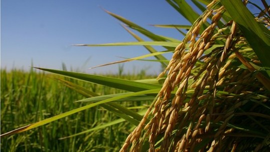Brasil deve ter menor safra de arroz em 26 anos. Preço ao produtor cai e ao consumidor sobe