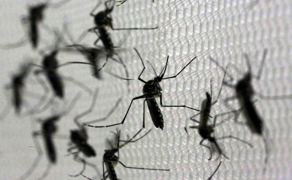 Aedes aegypti, mosquito transmissor da dengue — Foto: Paulo Whitaker/Reuters