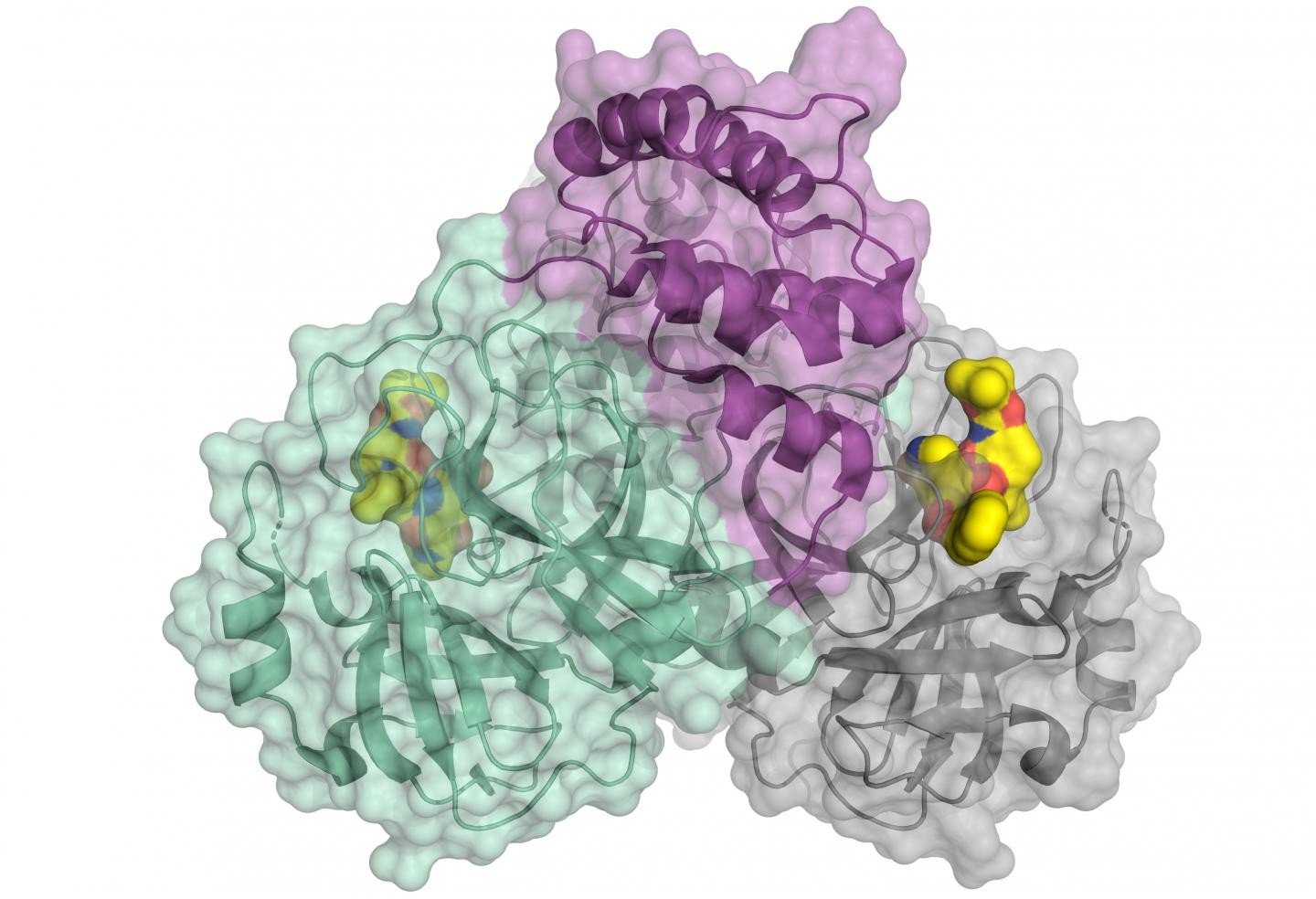 Cientistas recriam protease responsável pela multiplicação do SARS-CoV-2. Representação esquemática da protease de coronavírus. A enzima vem como um dímero composto por duas moléculas idênticas. Uma parte do dímero é mostrada em cores (verde e roxo), a outra em cinza. A molécula pequena em amarelo liga-se ao centro ativo da protease e pode ser usada como modelo para um inibidor. (Foto: Science/HZB)