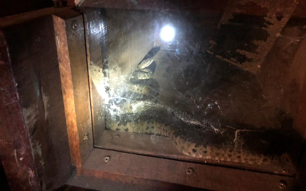 Cobra &eacute; resgatada em garagem de casa no oeste da Bahia &mdash; Foto: Divulga&ccedil;&atilde;o/Corpo de Bombeiros da Bahia