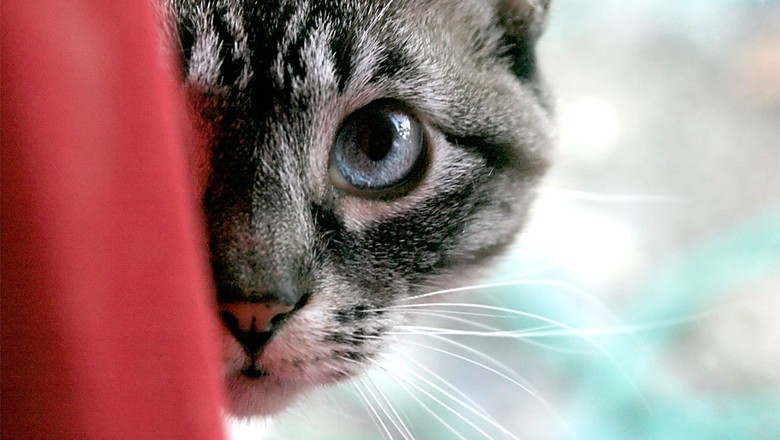 gato-animal-de-estimação-pet (Foto: Jason Scragz/CCommons)