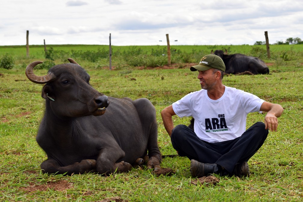 Caso das búfalas de Brotas (SP) completa um ano e animais seguem em recuperação na Fazenda Água Sumida — Foto: Fabio Rodrigues/g1